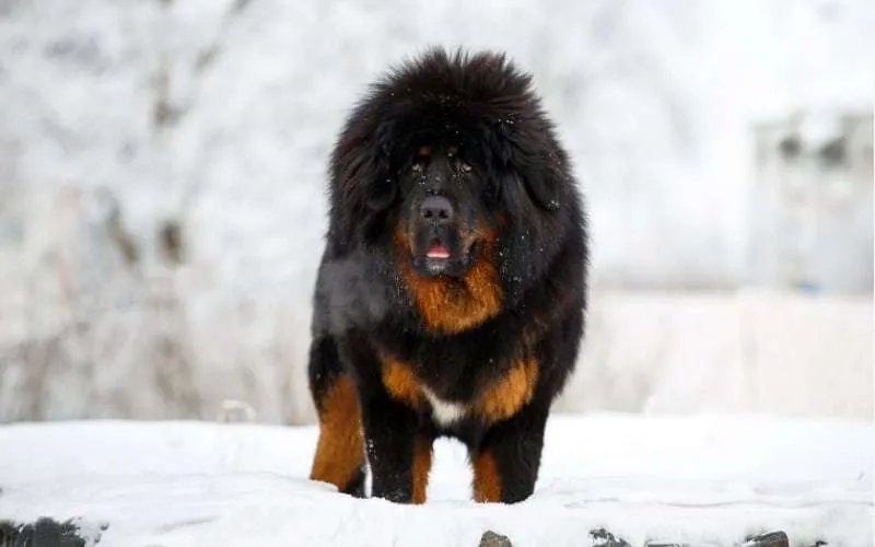 Himalayan Sheepdog